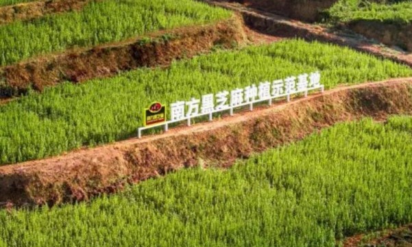 “黑”马逆袭！黑芝麻凭什么成为今冬饮品顶流？