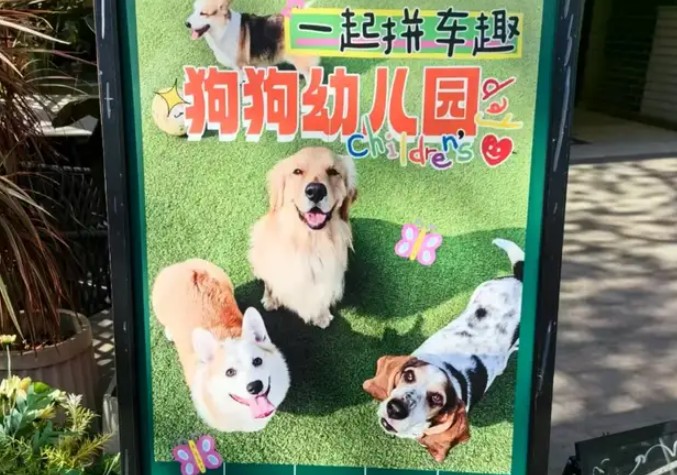宠物幼儿园单日学费280元，是“情感蓝海”还是“创业深坑”