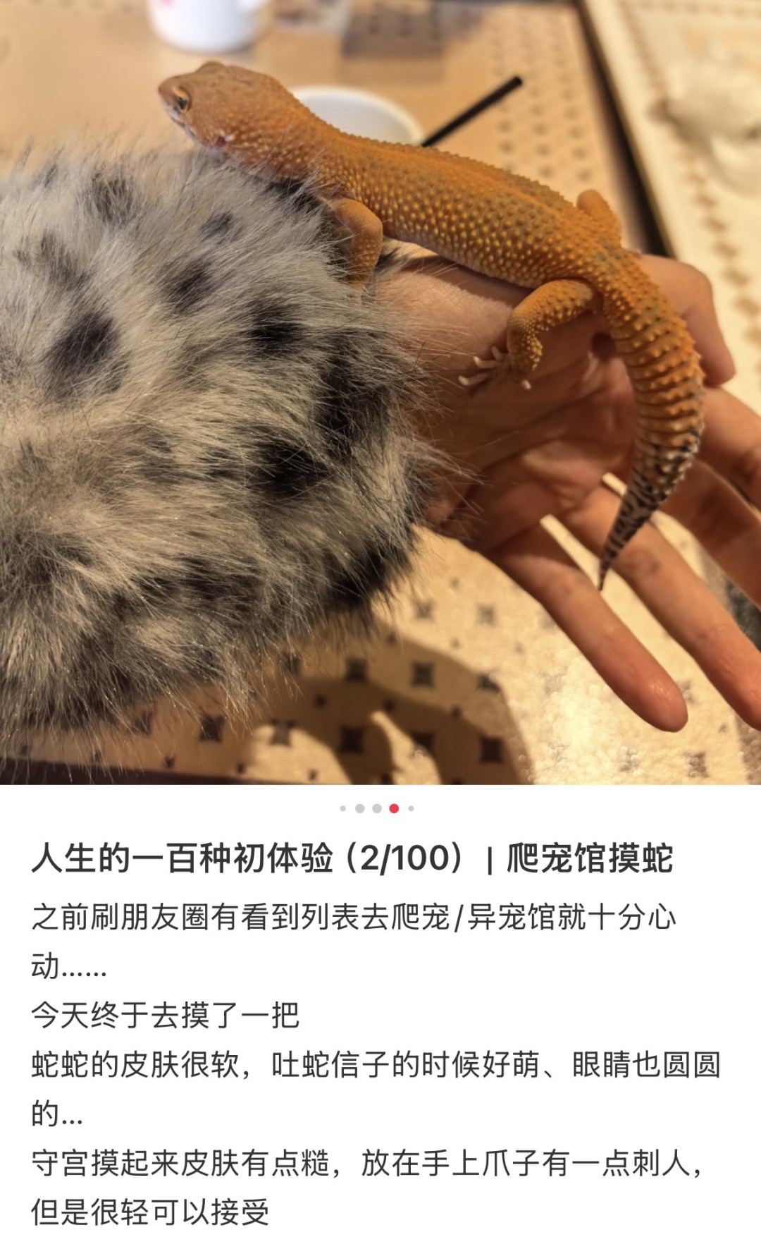 宠物行业“新蓝海”？异宠体验馆正在悄悄占领市场