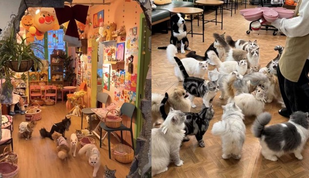 8000亿宠物市场风口下，猫咖店为何频频活不过一年？