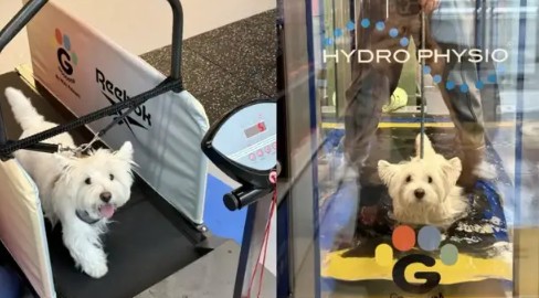 健身卷到狗狗界，宠物健身房是“伪需求”还是“智商税”？
