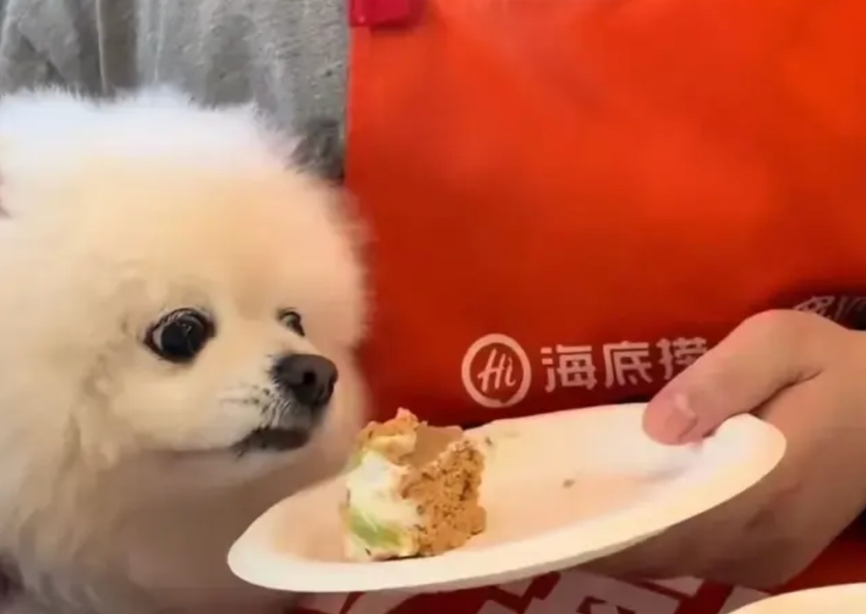 老乡鸡致歉、海底捞关停试点，宠物进店成了餐饮店最头疼的雷区？